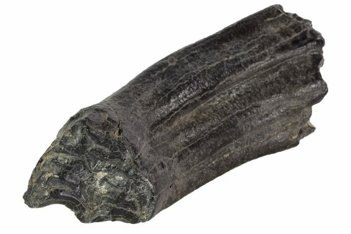 Pleistocene Aged Fossil Horse Tooth - Florida #87293